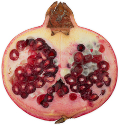 Granatæble