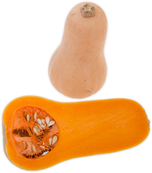 Squash, Butternut- (moskusgrskar)