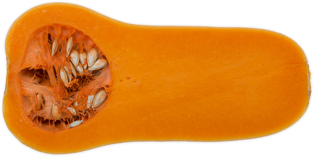 Squash, Butternut- (moskusgrskar)